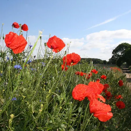 Mit Schwimmbad In Dargun *